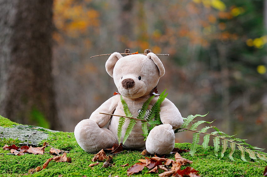 Grass, Teddy Bear, , , Bear, Toy HD wallpaper