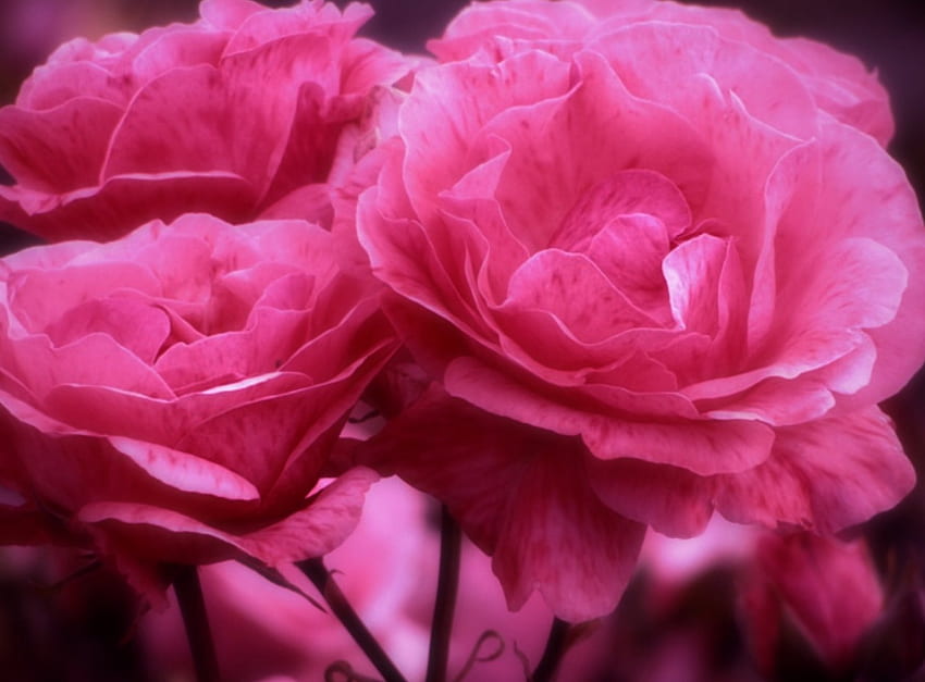 Rona merah muda, naungan, warna, Kecantikan, Bunga, Cantik, rona, Merah muda Wallpaper HD