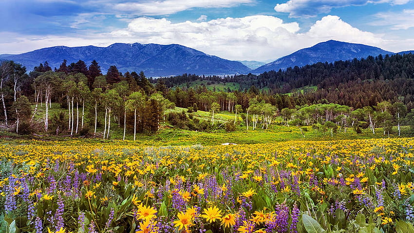 Baharın Renkleri, Caribou Dağları, Idaho, çiçekler, ağaçlar, çiçek açan, manzara, çiçekler, çayır, ABD HD duvar kağıdı