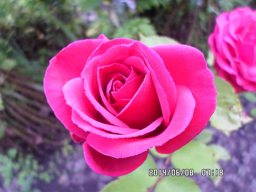 Rose 2, trandafir, frunze, roz, roua HD wallpaper