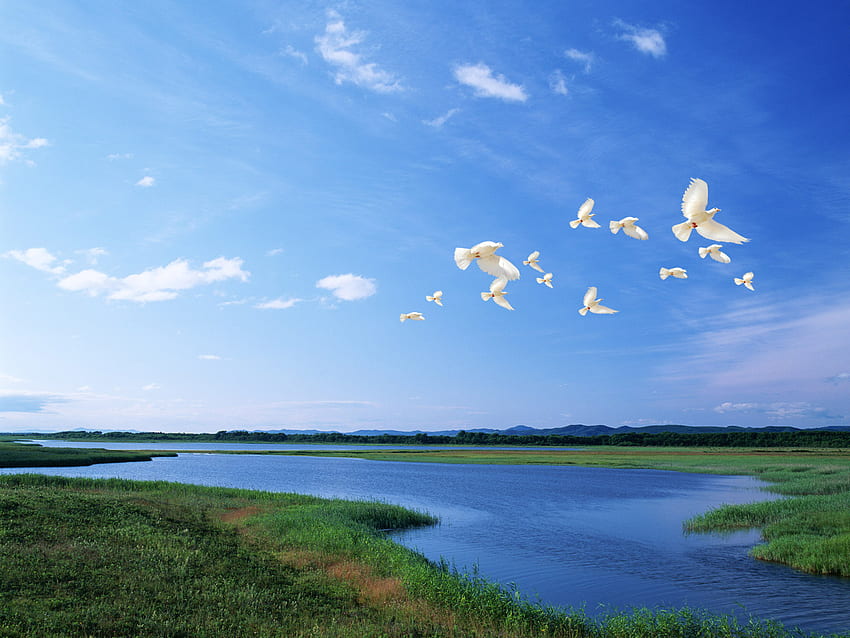 흰 비둘기 - 강, 강, 하늘, 비둘기, 새, 자연 위의 세계의 새 HD 월페이퍼