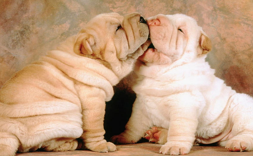 Kissing puppies, puppies, wrinkles, cute, Shar pais HD wallpaper