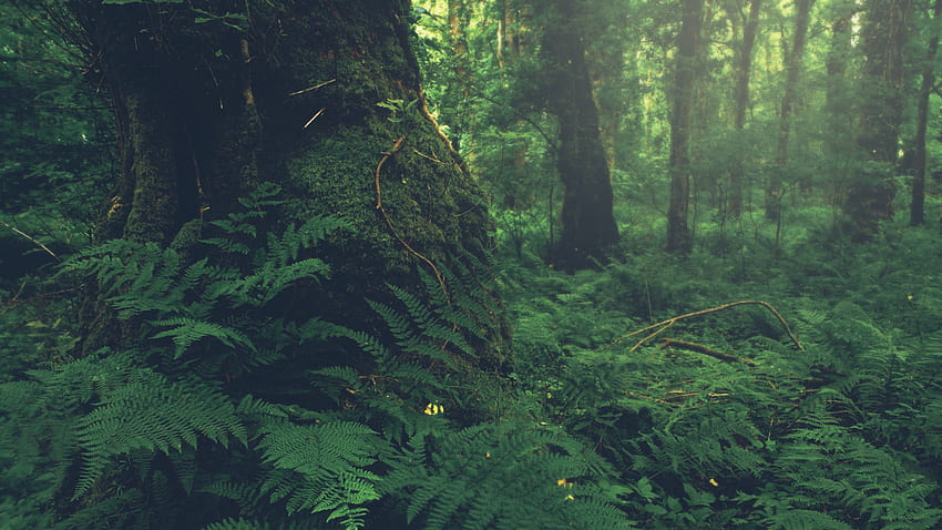 Eski Büyüme Ormanı 1920 × 1080 : HD duvar kağıdı