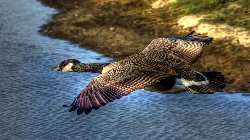 สัตว์ น้ำ นก เที่ยวบิน เป็ด ป่า วอลล์เปเปอร์ HD