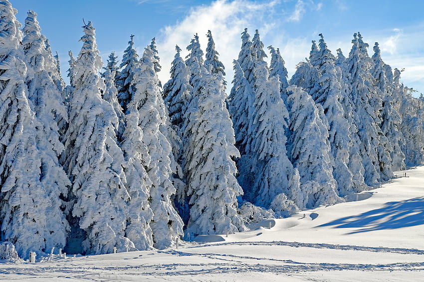 Kış mevsimi, gün, ağaçlar, kar HD duvar kağıdı