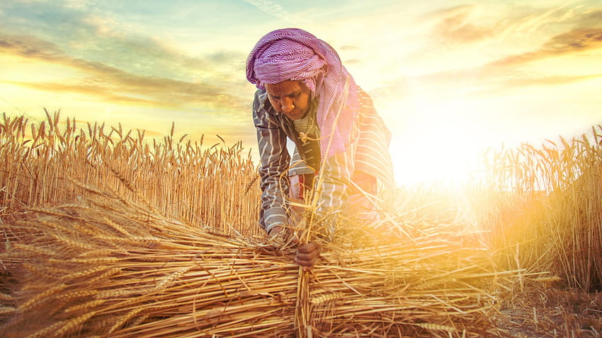 Les agricultrices sont au cœur de l'économie agricole indienne : pourtant, sont-elles encore invisibles ?, Indian Agriculture Fond d'écran HD