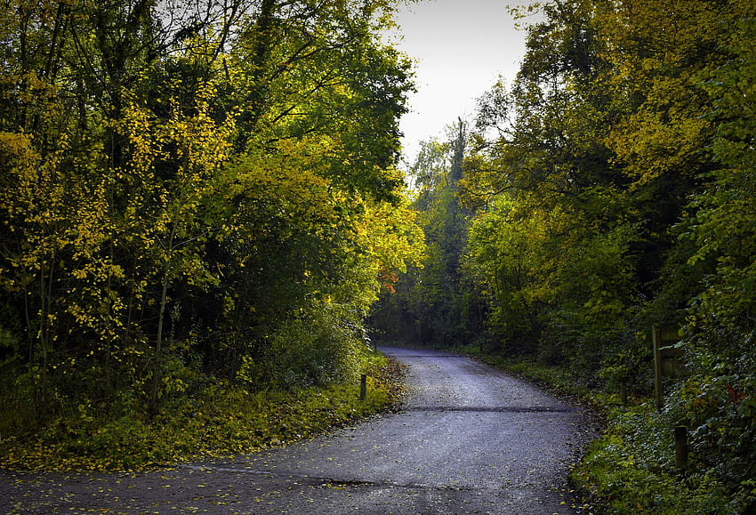 Nature, Trees, Autumn, Road, Foliage HD wallpaper | Pxfuel