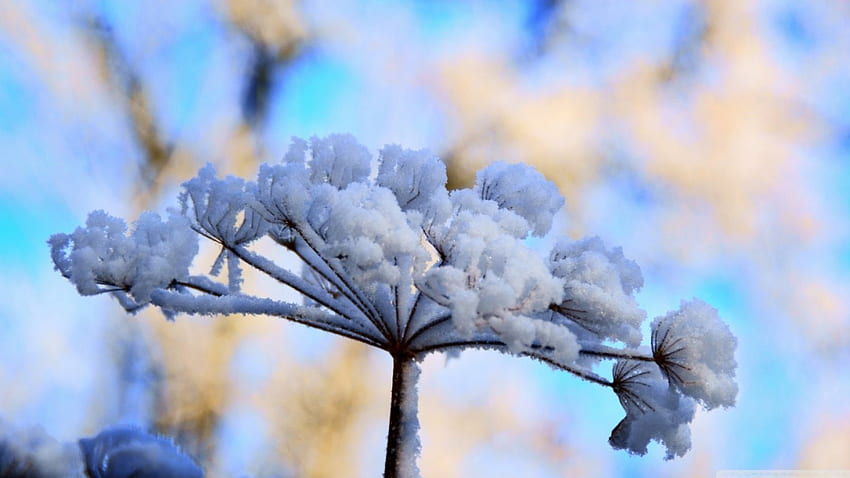 Fleur de neige, hiver, gel, congelé, graphie, froid, herbe, abstrait, fleur, neige, nature, glace, macro Fond d'écran HD