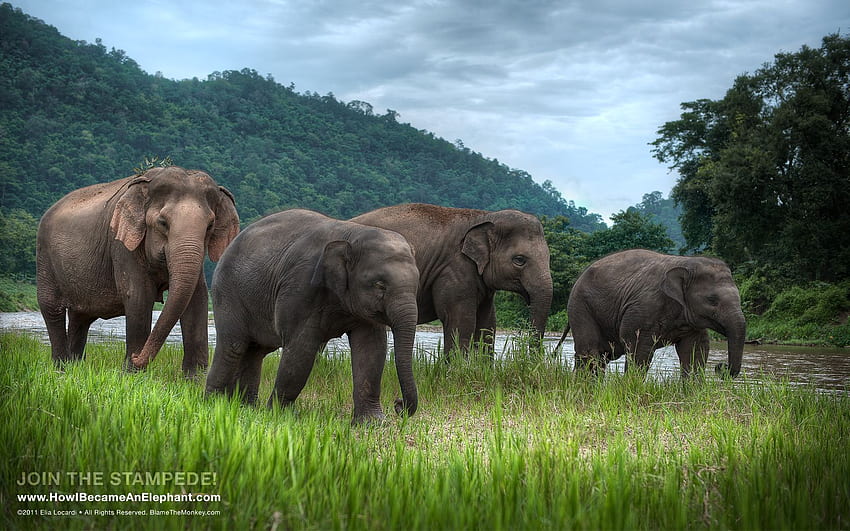 Elephant or Background - Afternoon Stroll, Elephant iPad HD wallpaper