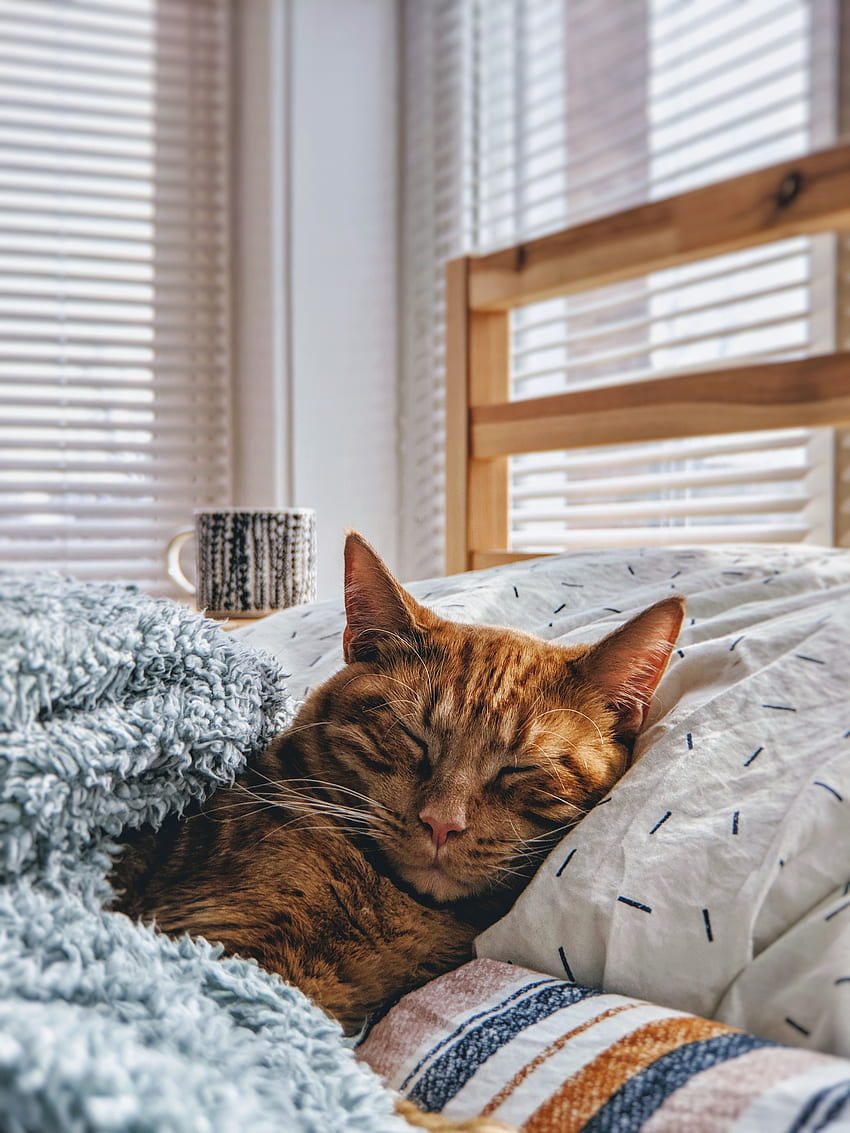 Animals, Cat, Dream, Sleep, Bed, Coziness, Comfort HD phone wallpaper
