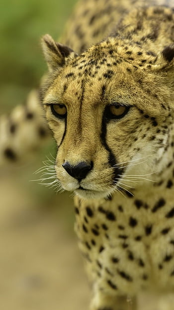 Cheetah 3d HD wallpapers | Pxfuel