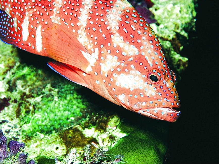 Fishes: Sealife Sea Nature Underwater Ocean Fish Fishes Koi, Green Koi Fish HD wallpaper
