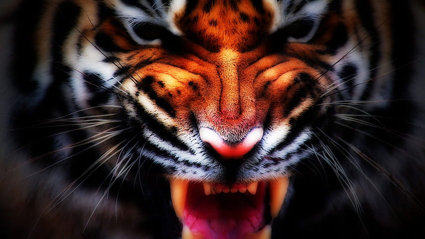 Growling Tiger Face Animal - Kempton Park, Red Tiger HD wallpaper