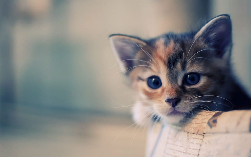 Cute Cat - & Background, Really Cute Cat HD wallpaper