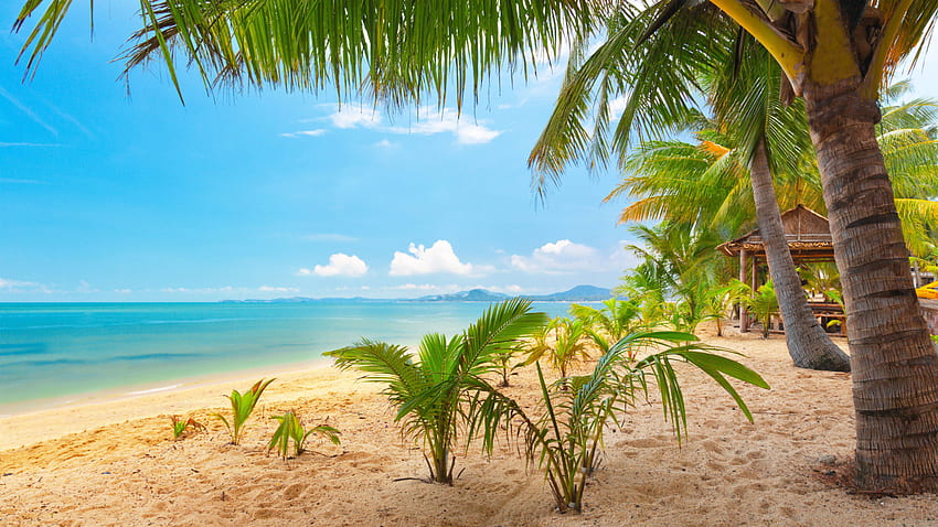 Blue Sea Ocean Beach Sand Palm Trees Summer Garden HD wallpaper