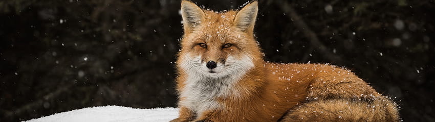 Rotfuchs-Schnee, Tier-Dual-Monitor HD-Hintergrundbild