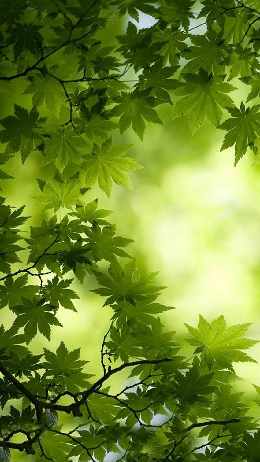 Beautiful green natural background closeup of fresh green leaves under  sunlight in early morning Green leaf plant in sunshine spring day morning  wallpaper 7064916 Stock Photo at Vecteezy