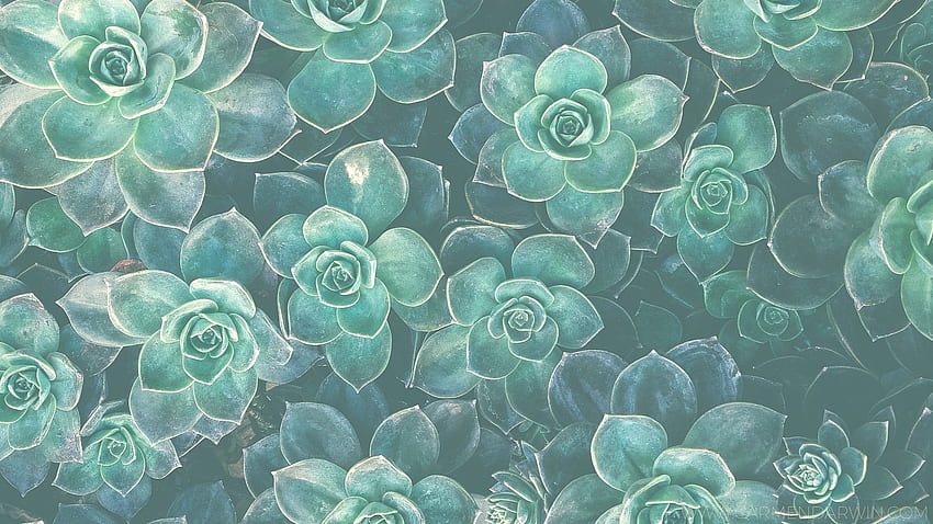 Succulents Background . Warnerwave.xyz HD wallpaper | Pxfuel
