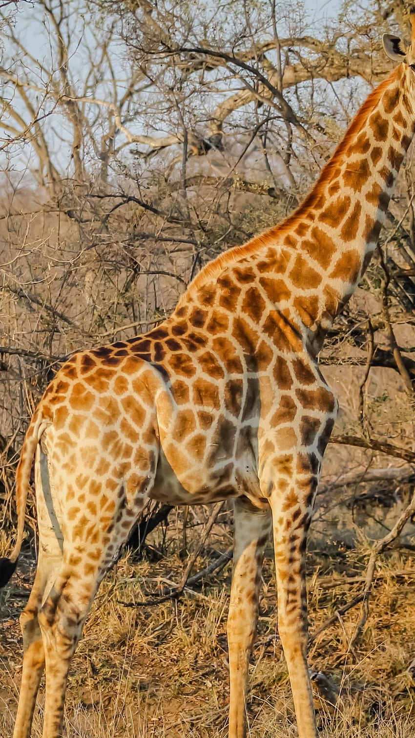 Wild Giraffe In African Safari Hd Phone Wallpaper Pxfuel 7431