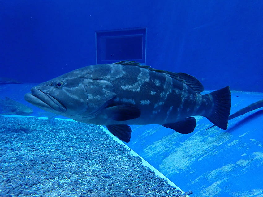 Longtooth grouper. Churaumi Fish Encyclopedia. Okinawa Churaumi Aquarium - For the next generation to inherit; the beautiful seas of Okinawa HD wallpaper
