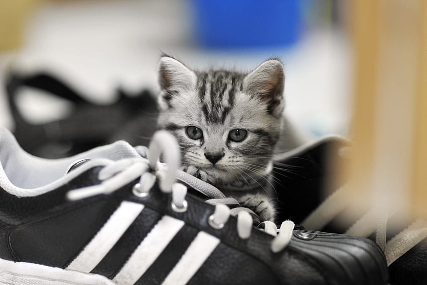 Tiere, Kitty, Kätzchen, Sneakers, Grau, Sneaker HD-Hintergrundbild