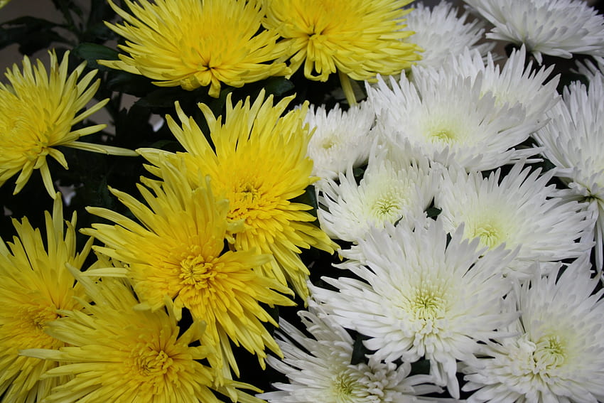 ดอกไม้ ดอกเบญจมาศ โคลสอัพ วอลล์เปเปอร์ HD