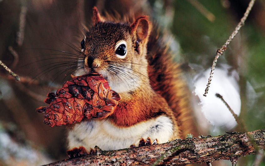 Tiere, Eichhörnchen, Lebensmittel, Zweige, Nuss HD-Hintergrundbild