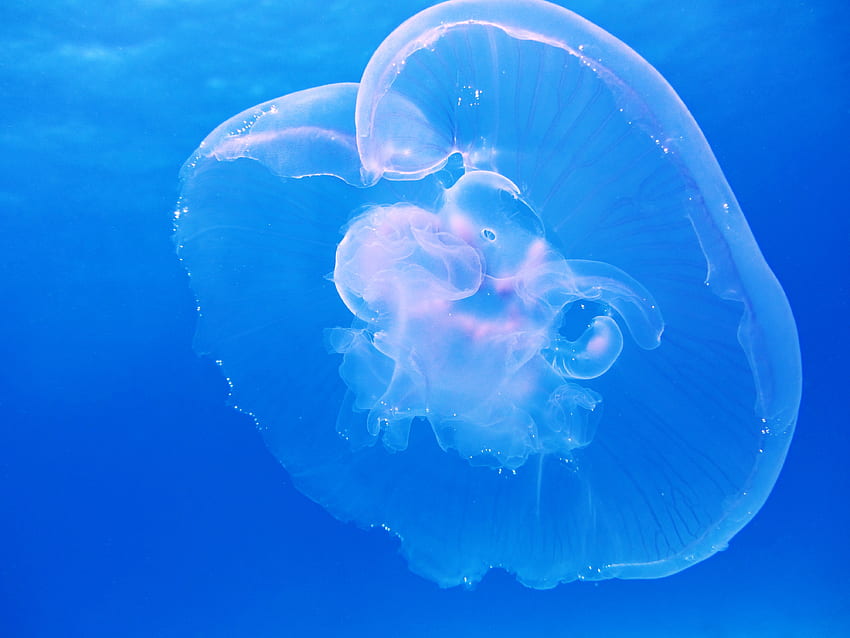 Animals, Jellyfish, Underwater World HD wallpaper