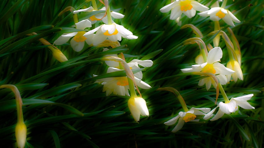 Narcissuses, flowers, daffodils, spring HD wallpaper