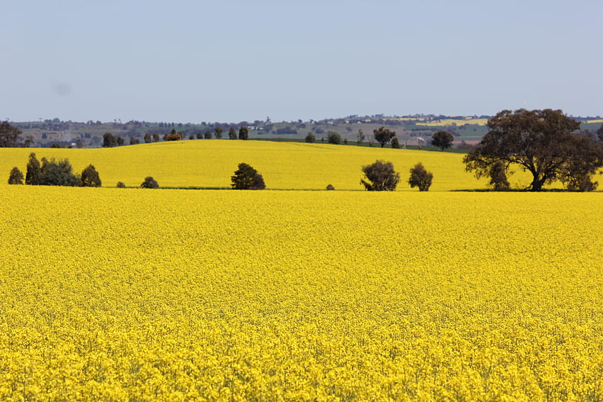 Поле с жълта рапица, поле с жълти цветя HD тапет