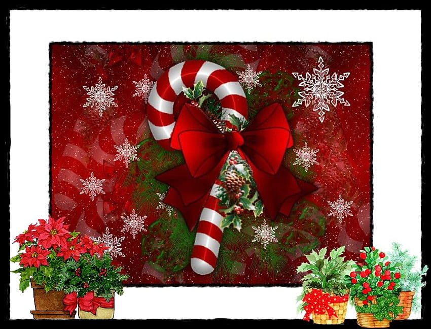 キャンディー ケインとクリスマスの花、キャンディー ケイン、クリスマスの植物、クリスマス、星、pointettias、キャンディー 高画質の壁紙