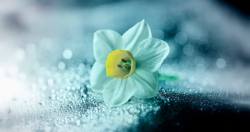 bunga bakung ultra . Bunga , Bunga Narcissus, Daffodil Wallpaper HD