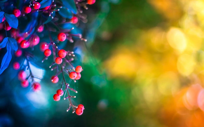 Background, Leaves, Berries, Macro, Twig, Sprig HD wallpaper