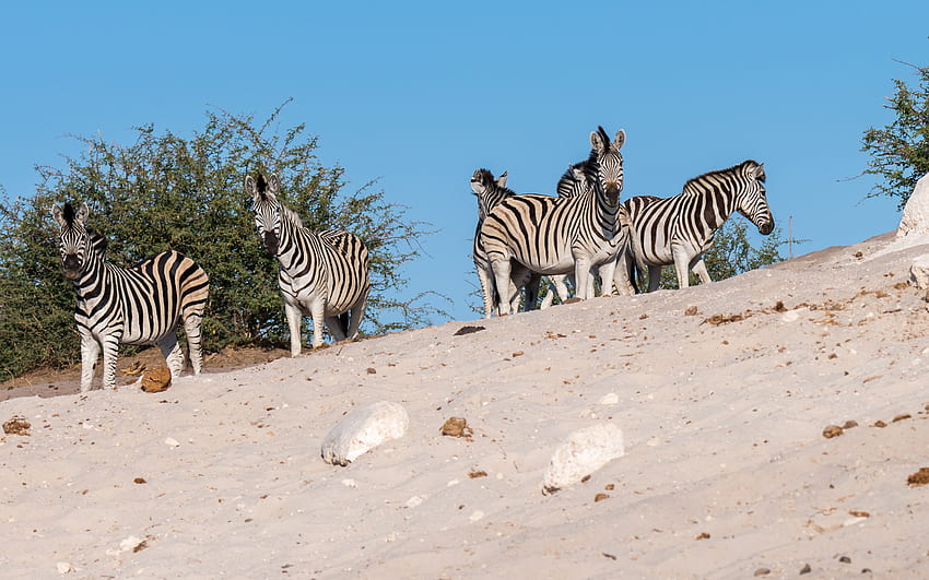 zebras, herd, wildlife, zebra herd, wild animals, Africa, sand, desert HD wallpaper