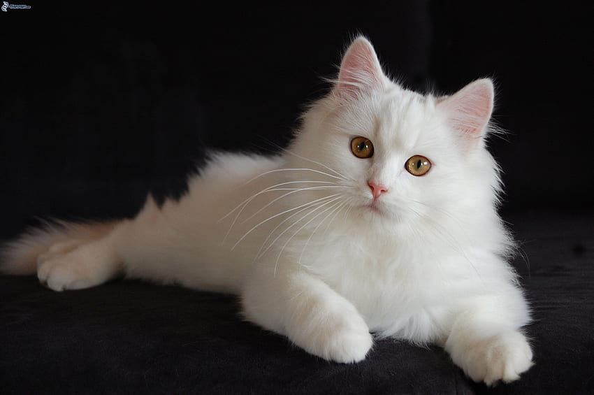 Gatto persiano, gatto persiano bianco Sfondo HD