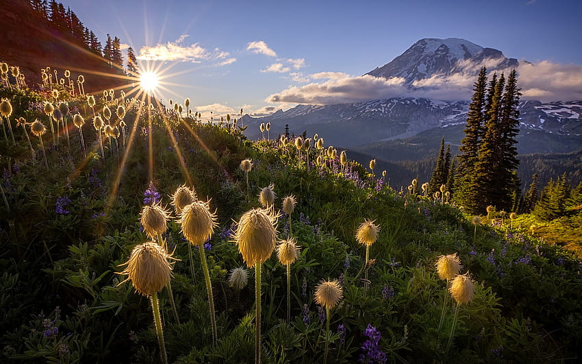 Cascade Range, mountain landscape, evening, sunset, mountain valley, Mount Rainier National Park, Washington State, USA HD wallpaper