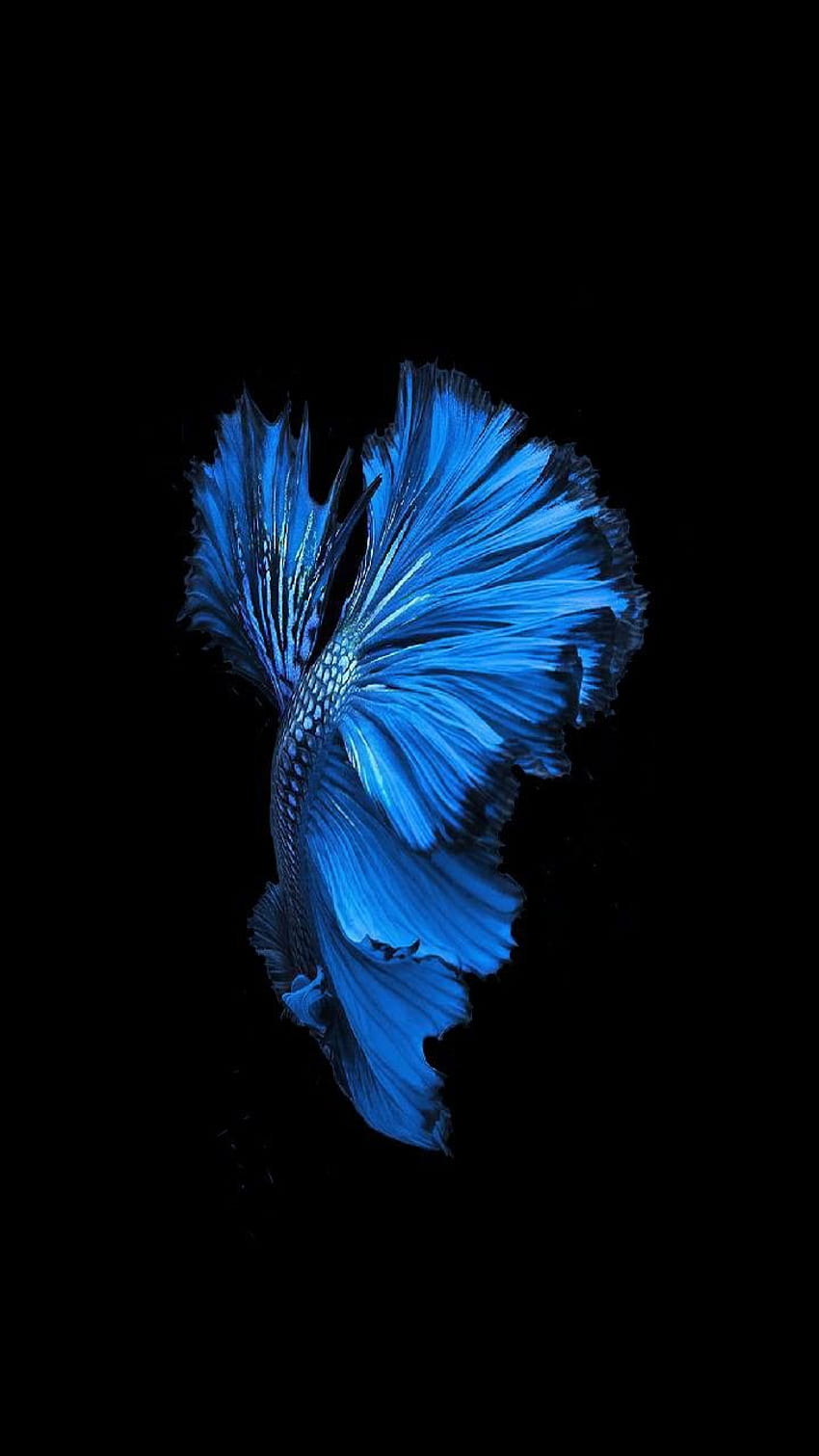 Blue Fighter fish. Fish , Betta fish, Black HD phone wallpaper
