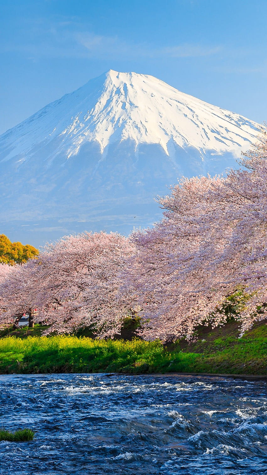 fuji, , , sakura, fluss, japan, reise, tourismus, National Geographic Traveler Contest, Natur, Mount Fuji Cherry Blossom HD-Handy-Hintergrundbild