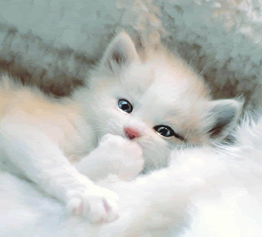 Baby kitty blue eyes white cute flower animal cat . . 521128, White Cat  Blue Eyes HD wallpaper | Pxfuel