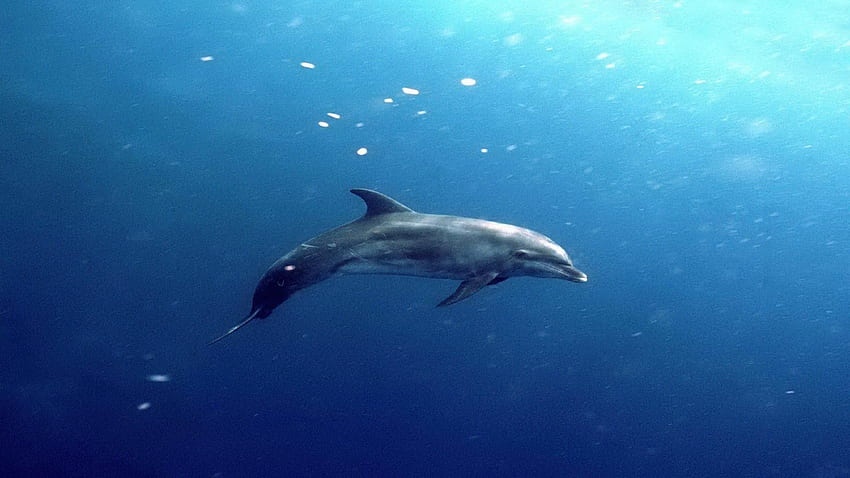 delfines submarinos 55com Mejor [] para su, móvil y tableta. Explora delfines bajo el agua. Bajo el agua, Hawaii Bajo el agua, Bajo el agua, Delfines Bajo el agua fondo de pantalla