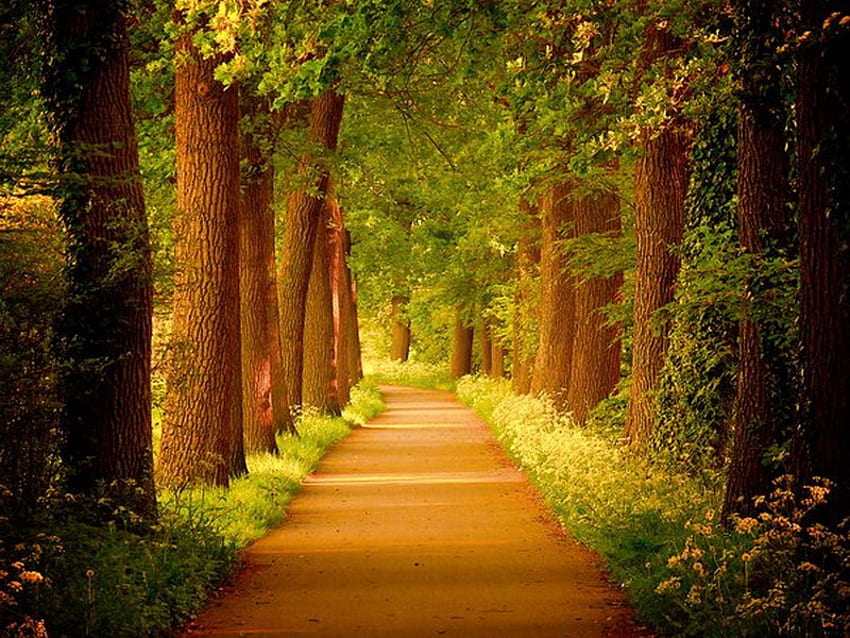 Райска разходка път, път, листа, зелено, дървета, трева HD тапет