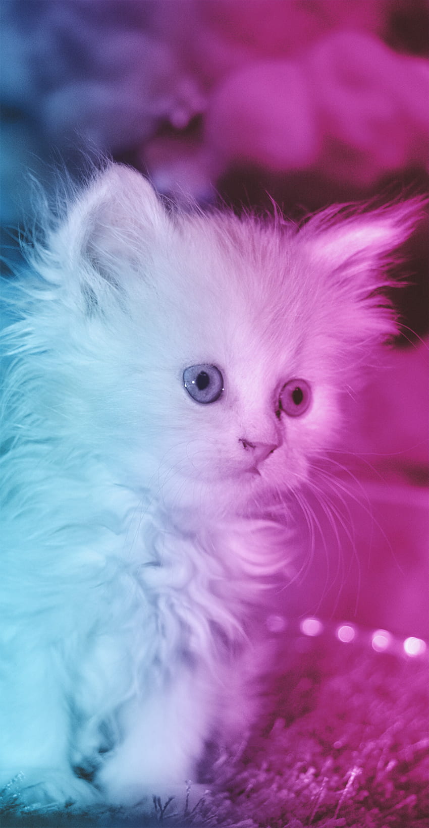 I am cute, cetn, pink, blue, cat, animal, cittn, citn HD phone wallpaper |  Pxfuel