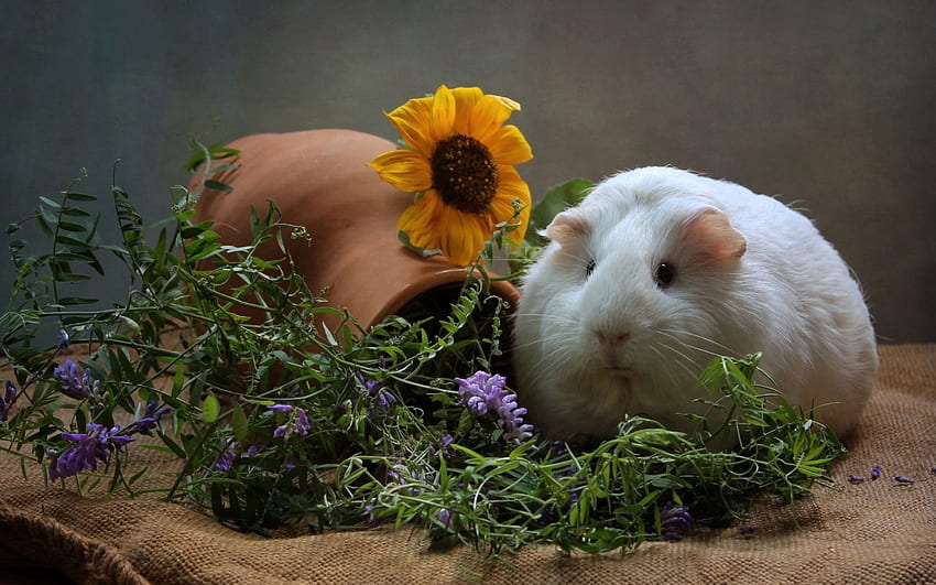 Animals, Flowers, Thick, Fat, Cool, Guinea Pig, Rodent HD wallpaper