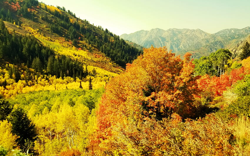All the colors! Mineral Fork trail, Big Cottonwood Canyon, Utah, mountains, leaves, landscape, autumn, colors, usa HD wallpaper