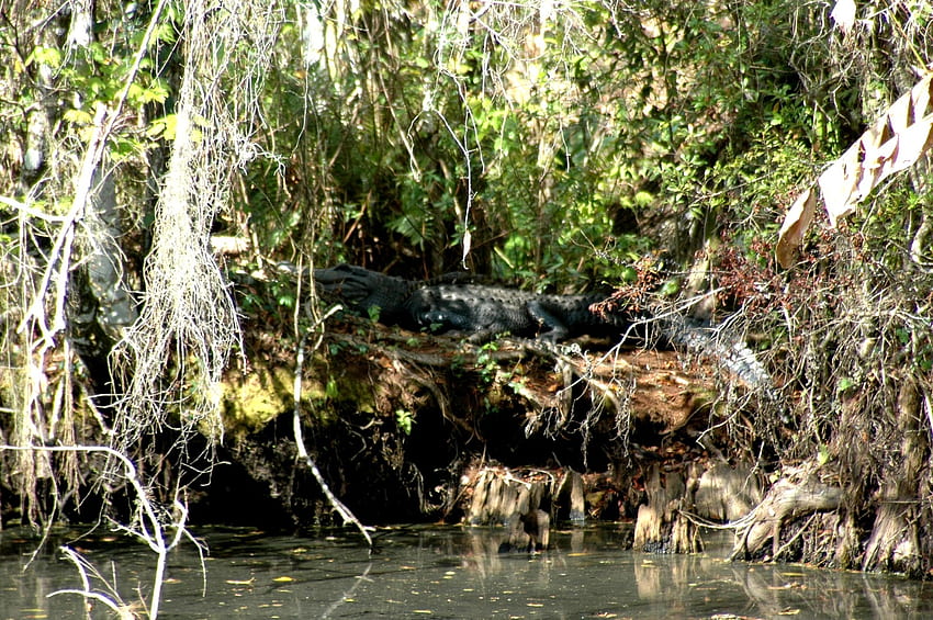 Corkscrew Swamp Sanctuary, sanctuary, aligator, swamp, corksrew HD wallpaper