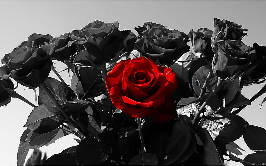 Écran large Red And Black Rose 12 - Roses noires, esthétique rose foncé Fond d'écran HD