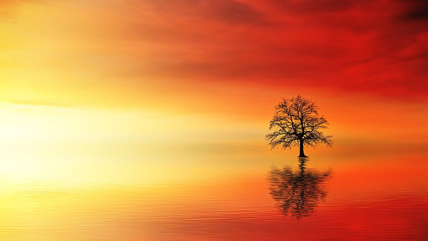 Lone Tree In Water At Dusk, Nature, , , Background, and HD wallpaper