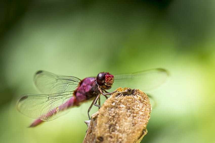 Macro, Insect, Wings, Dragonfly HD wallpaper