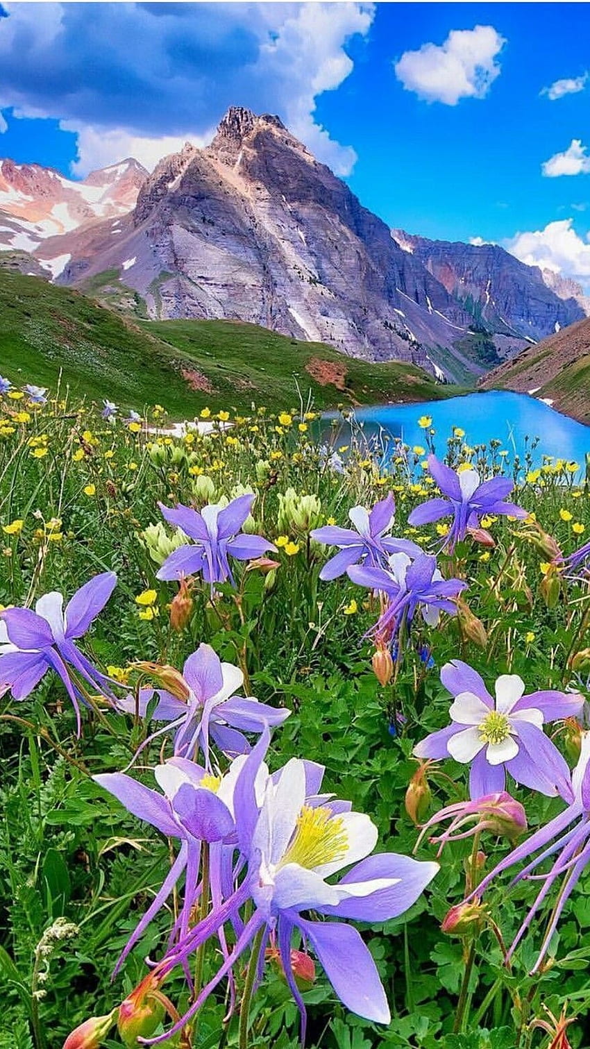 꽃, 아름다운 꽃 HD 전화 배경 화면