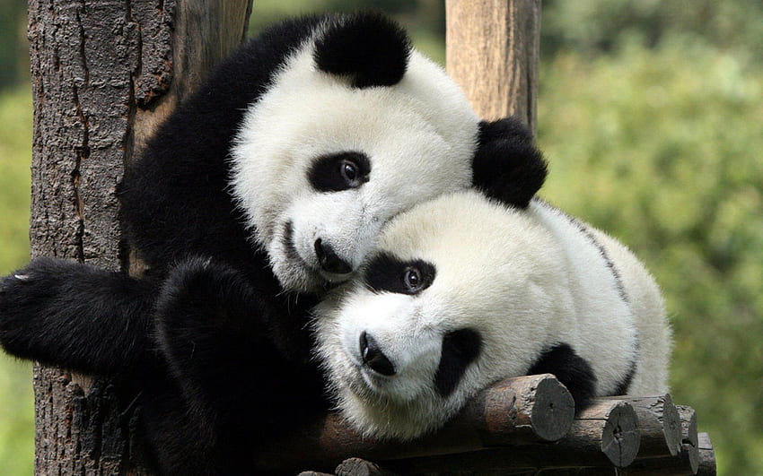 Love Cute Panda Couple - Novocom.top HD wallpaper